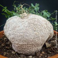Ibervillea Lindheimeri - einzigartige Caudex-Pflanze