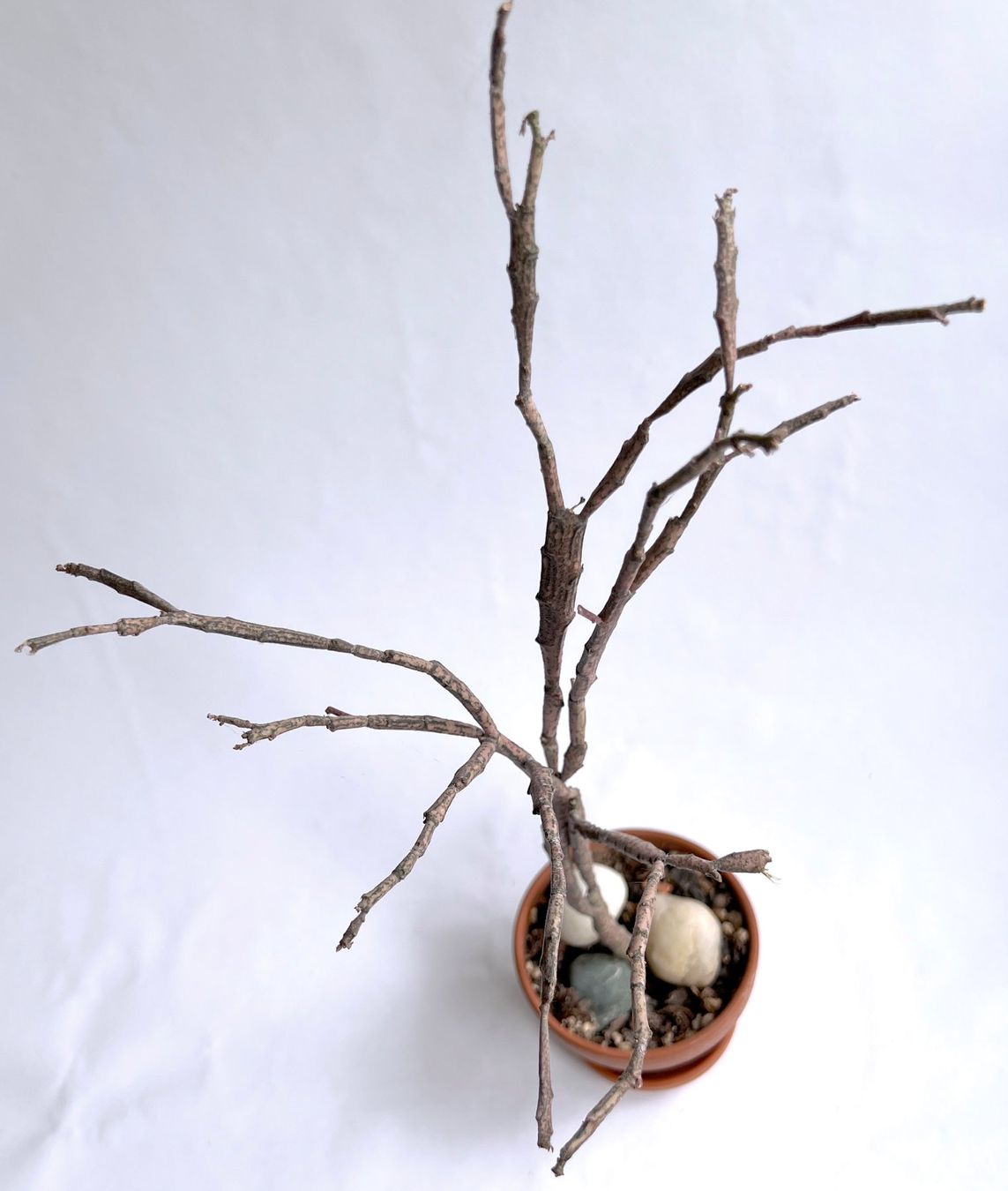 Piante & sementi: Euphorbia Platyclada***** – Nuovo (secondo la descrizione) da Dübendorf venduto da Orchid18 3
