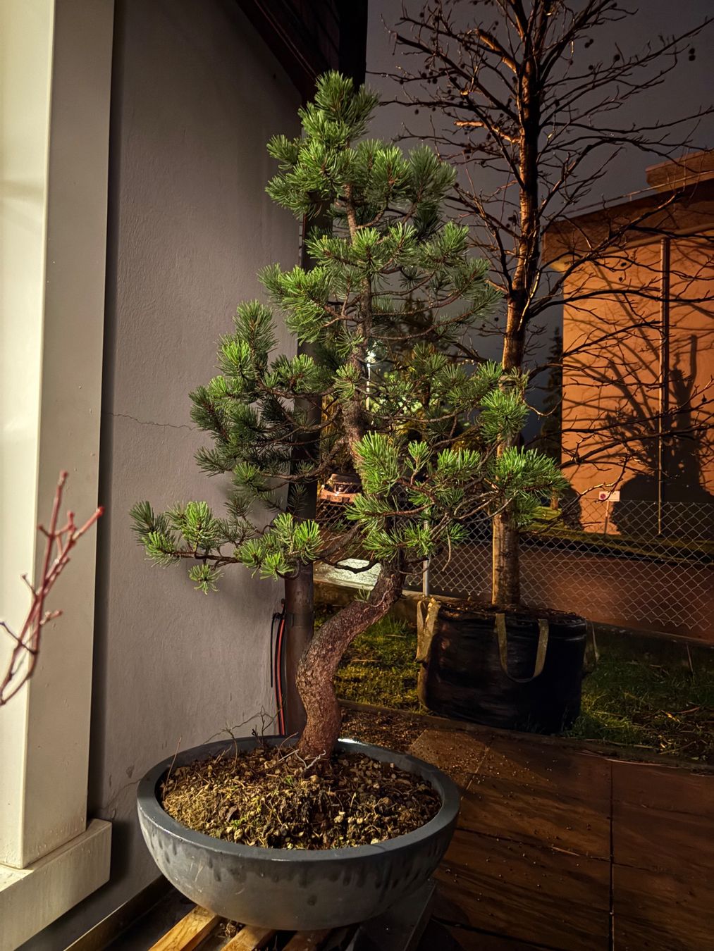 chestnut bonsai Rock Feature Twin Trunk Braided Indoor Guiana Chestnut “Pachira Aquati –  Bonsai Gifts Nursery main image 0