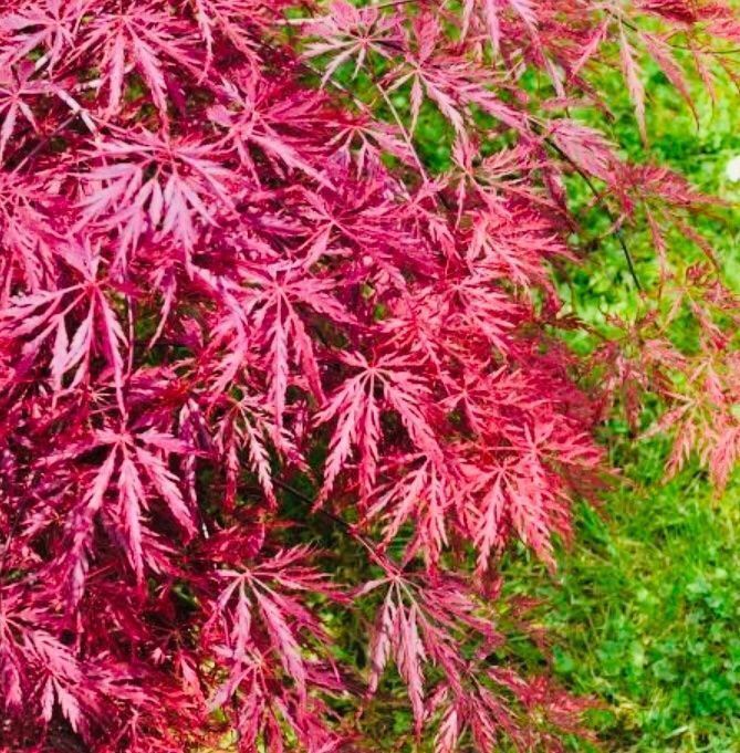 Piante & sementi: JAPANISCHER AHORN : 10 SAMEN‪ – Usato da Rovio venduto da POSITIFFARTandPLANTS 3