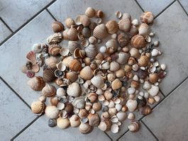 Diverse Muscheln – ideal zum Basteln & Dekorieren ca. 2.6kg