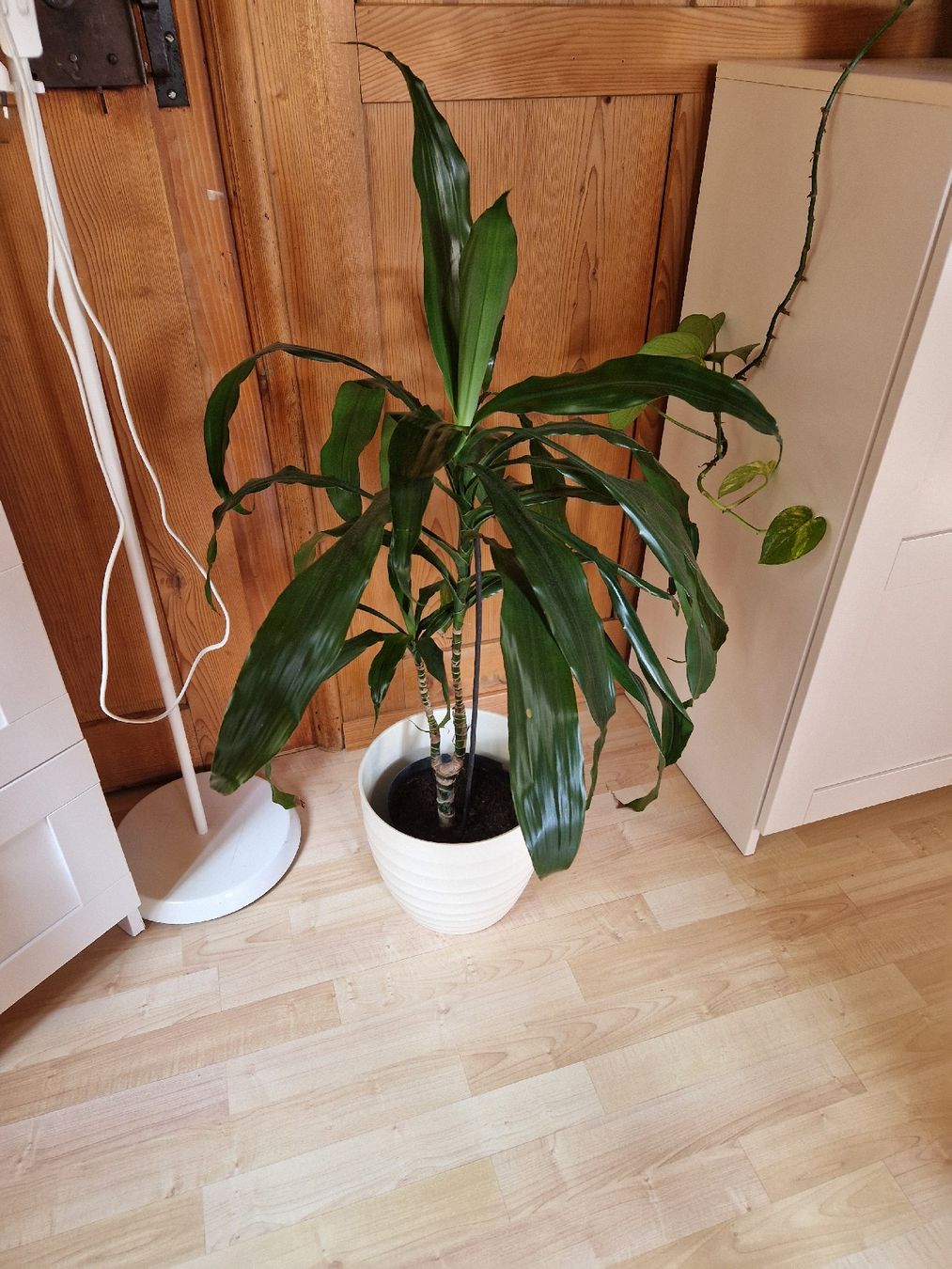 Pflanzen & Samen: Zimmerpflanze Yucca Palme – Gebraucht aus Triengen von KittyKat6