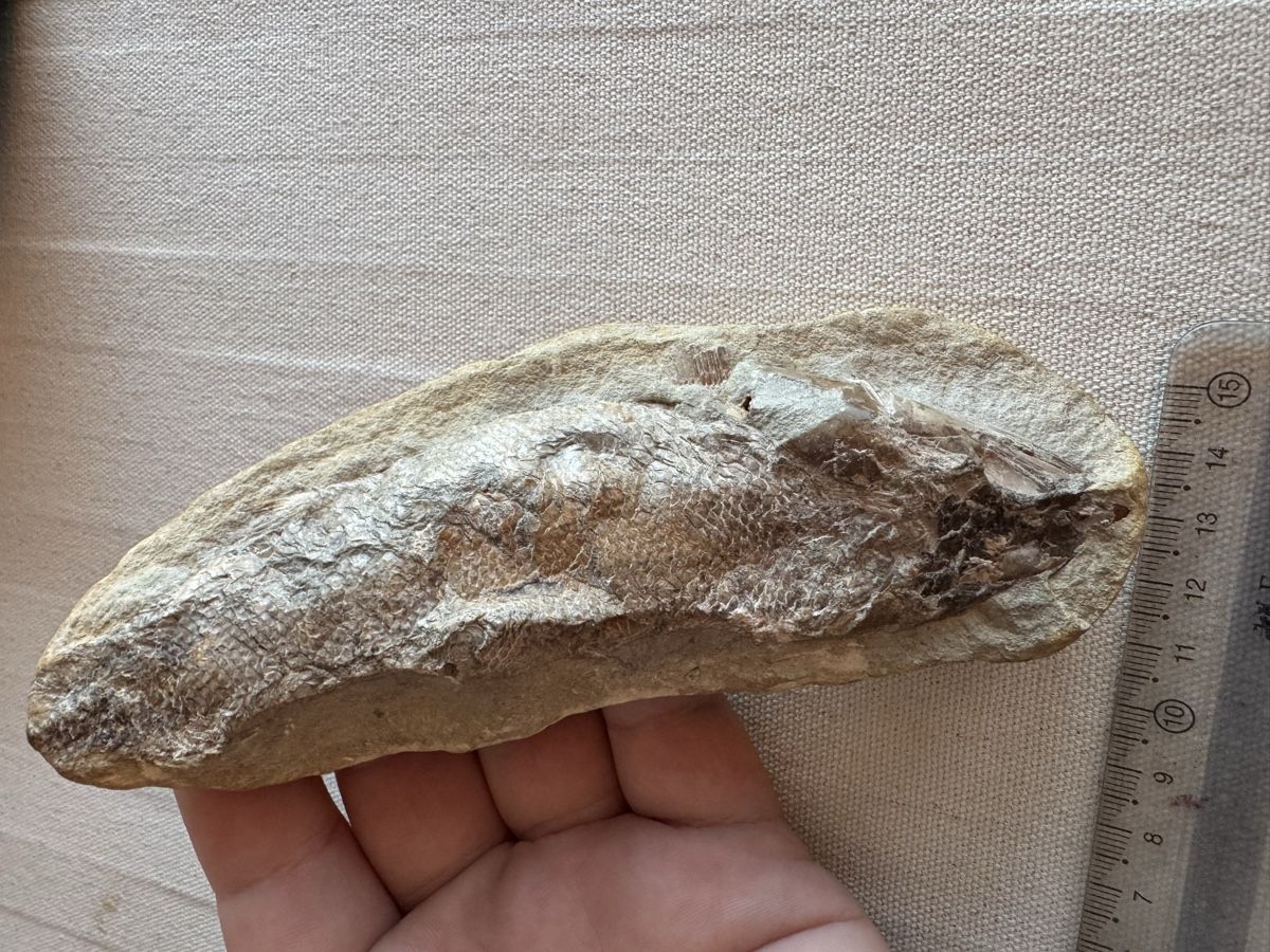 Fossilien: 🔥Fossil fish specimen approximately 16 cm long – Gebraucht aus Morges von SevArt 1
