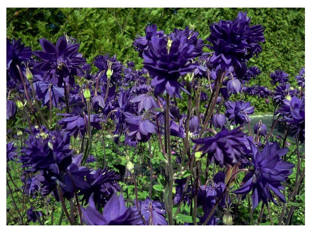 Piante & sementi: 50 Samen Akelei BLUE BARLOW – Usato da Ehrendingen venduto da VerveinaSamen 8
