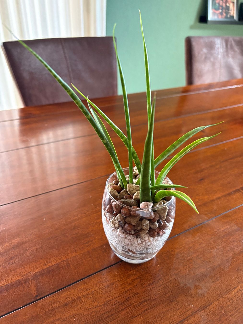 Piante & sementi: Sansevieria Cylindrica – Nuovo (secondo la descrizione) da Erlinsbach SO venduto da sofieee