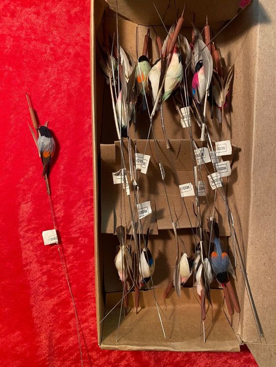 Vögel Kaufen auf Ricardo