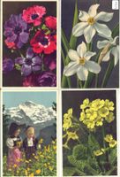 4 AK - Blumen - Photo: E. Gyger