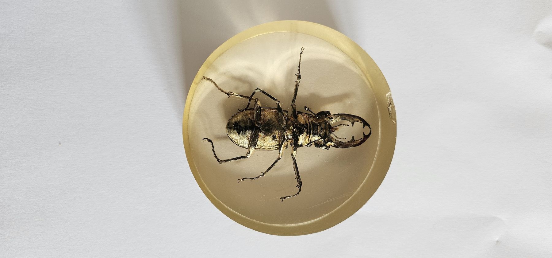 Il mondo degli animali: Insecte dans la résine – Usato da Yverdon-les-Bains venduto da van_dq65 1