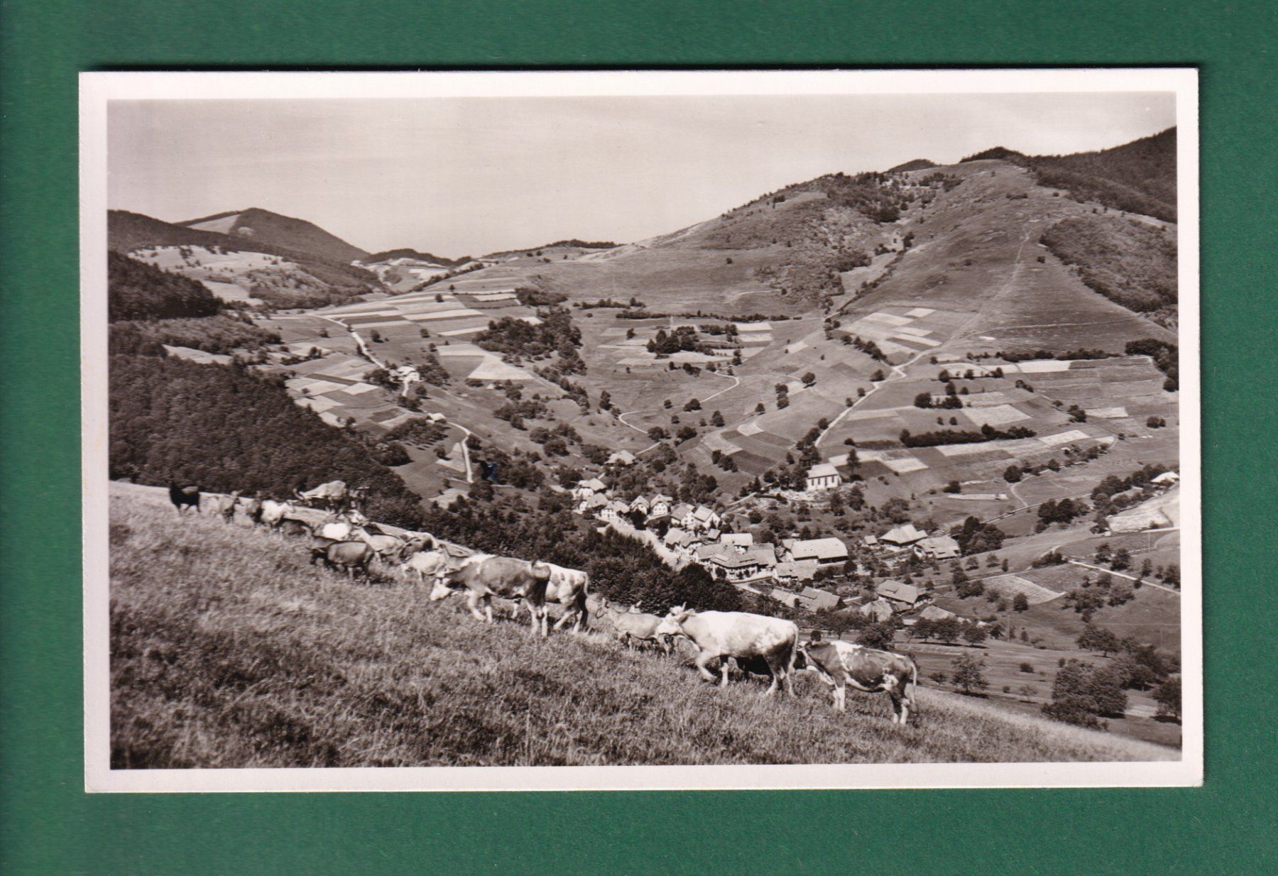 Cartes postales: NEUENWEG - Kühe – D'occasion à Pully par nicecards-shop