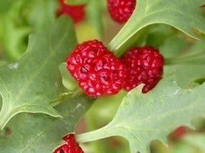 Piante & sementi: épinard-fraise ! 30g – Nuovo (secondo la descrizione) da Bremblens venduto da FIBONACCI369 2