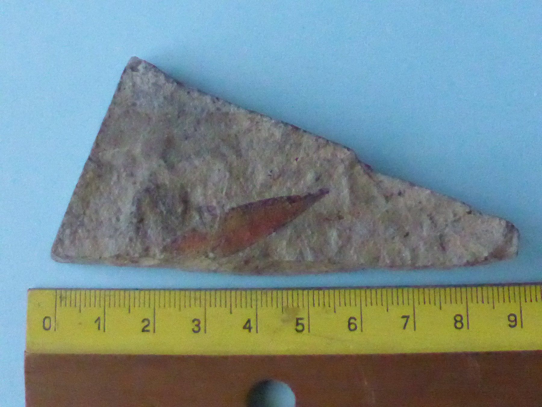 Fossilien: Versteinertes Zimtblatt – Gebraucht aus Triengen von Nussbaum14 4
