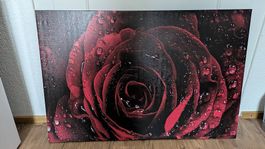 Wandbild Rose
