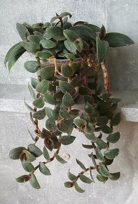 Teddy Bear Vine, Cyanotis kewensis | Kaufen auf Ricardo