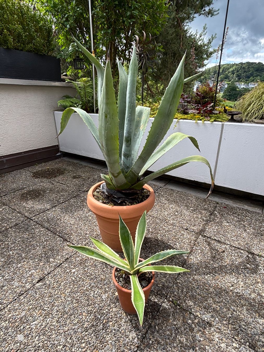 Piante & sementi: 2 Agaven im Topf,fuer den Garten oder Terasse – Usato da Adliswil venduto da Stuermi57