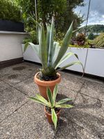 2 Agaven im Topf,fuer den Garten oder Terasse