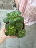 Joli plante succulente ( echeveria?)