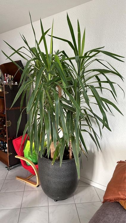 Grosse Yucca Palme Kaufen auf Ricardo