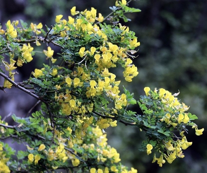 Pflanzen & Samen: Cornetta dondolina 20-30 cm HIPPOCREPIS EMERUS gelb bluhend – Neu und originalverpackt aus Rovio von POSITIFFARTandPLANTS 3