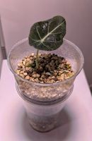 Alocasia Black Velvet