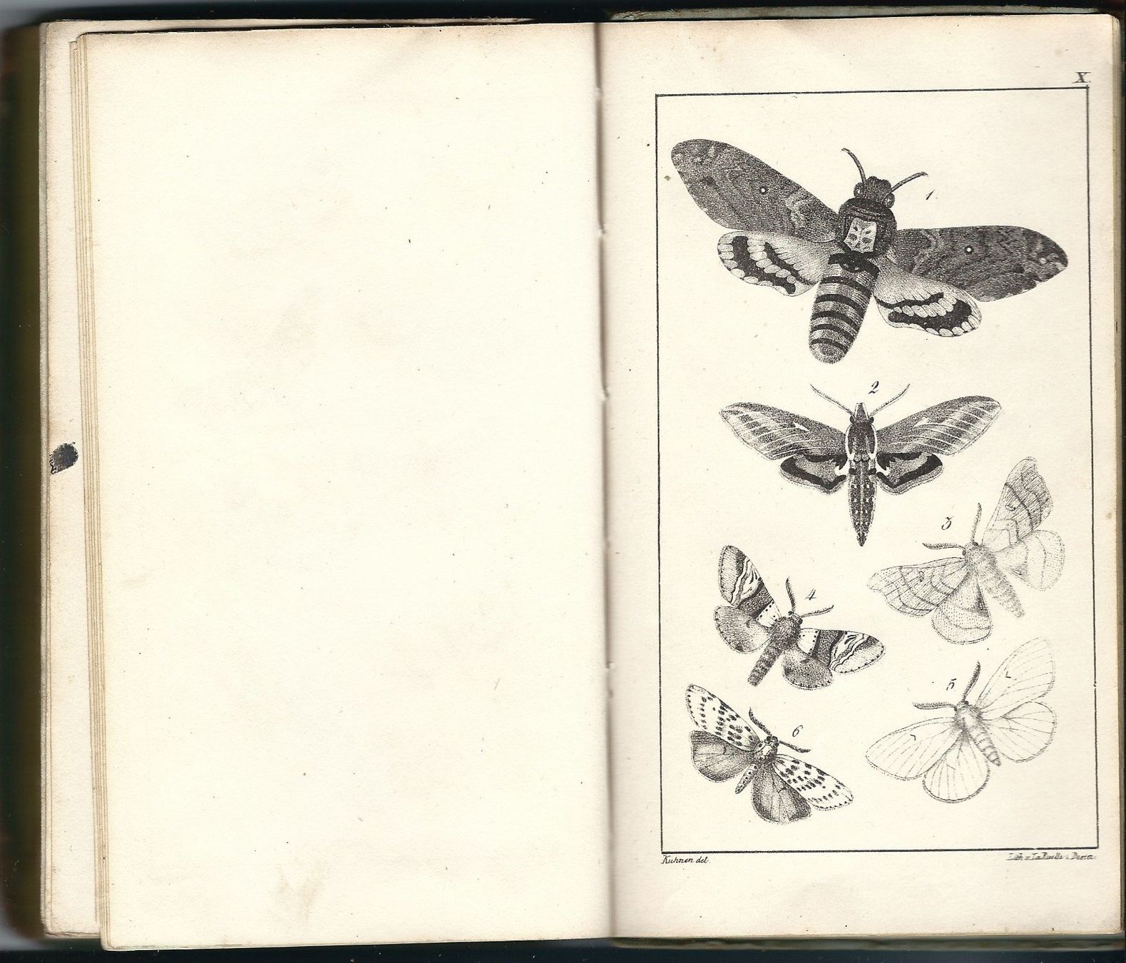 Libri: Schmetterling Buch von 1827 – Usato da Chambesy venduto da Mfluc714 5
