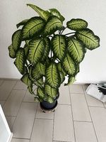 Dieffenbachia