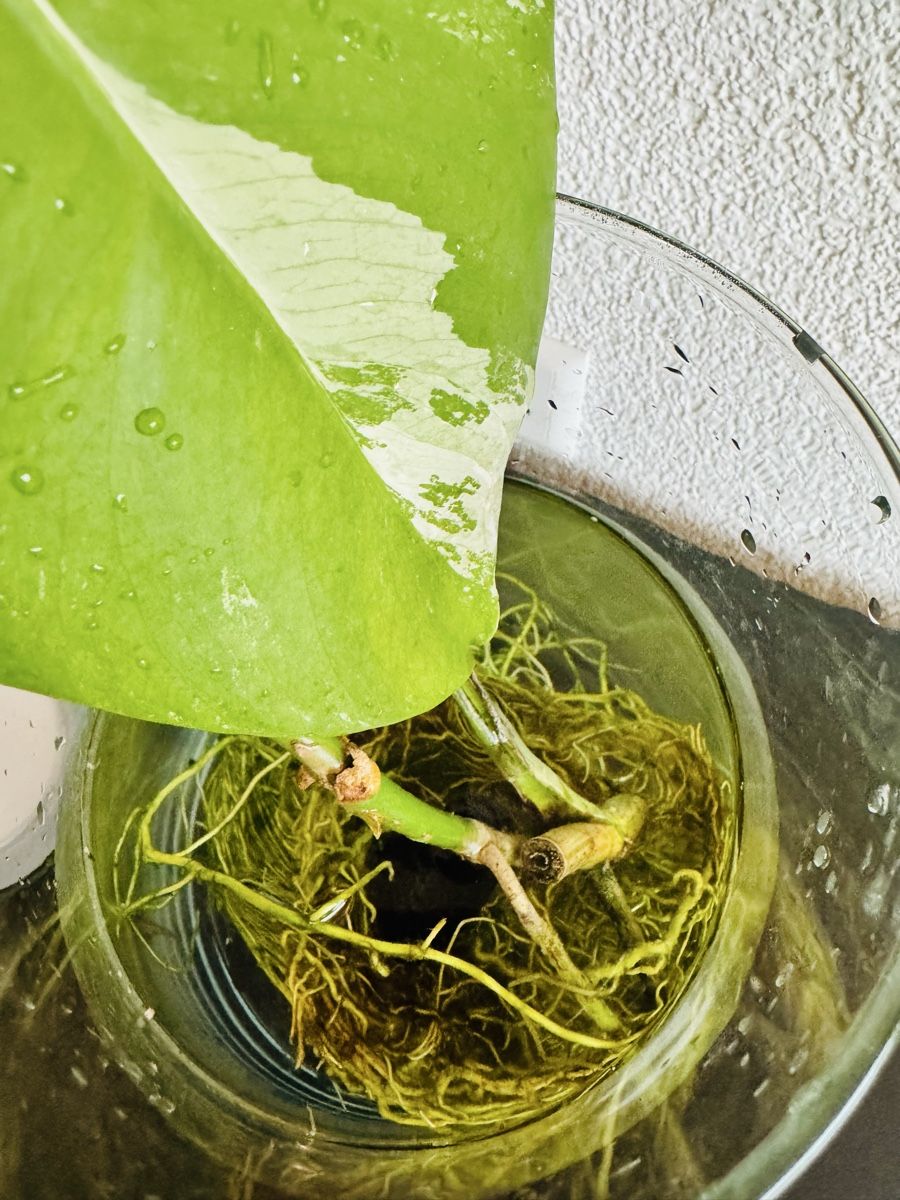Piante & sementi: Monstera variegata – Usato da Worblaufen venduto da mar_tfk8 5