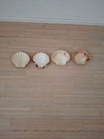 4 Schalen in Form von Muscheln