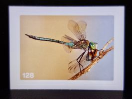 MIGROS MANIA Nature Detectives Nr. 128