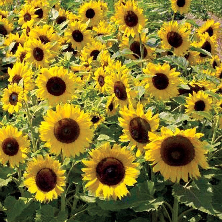 Pflanzen & Samen: 45 Samen SUNSPOT Zwerg Sonnenblume – Neu (gemäss Beschreibung) aus Ehrendingen von VerveinaSamen 2