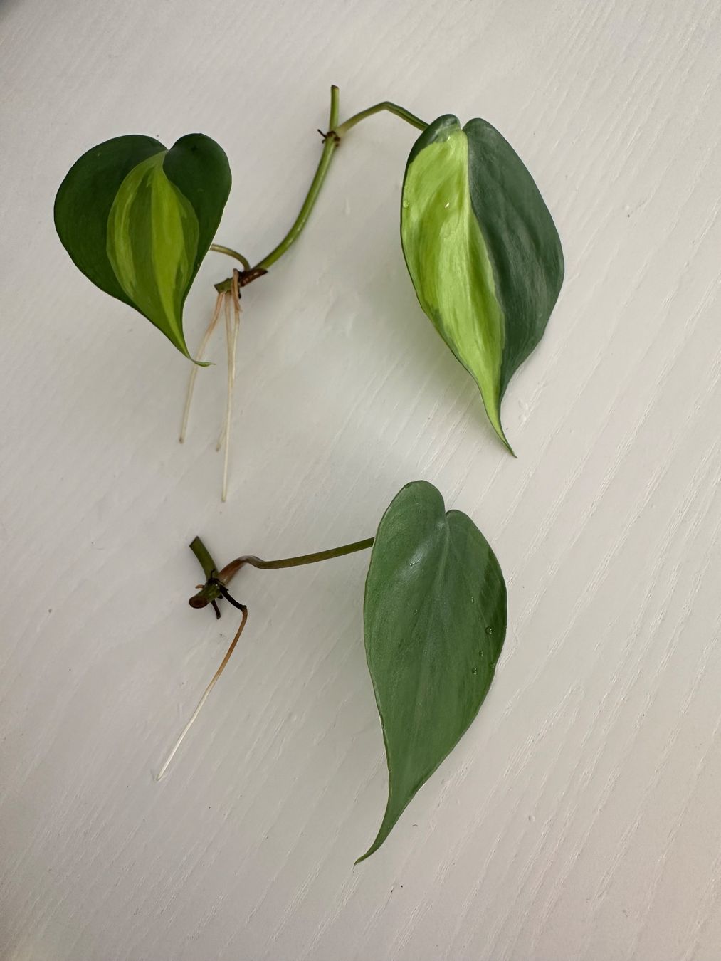 2x Philodendron Scandens Stecklinge (Gebraucht) in Zrich fr CHF 4  mit  Lieferung auf Ricardo kaufen
