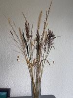 Dekorative Gräser 