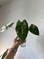 😍 Alocasia Frydek Albo Baby (Nr. 7)