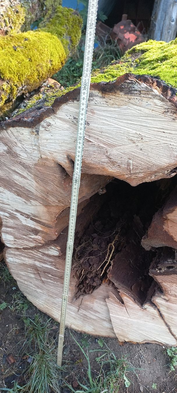 Articles en bois: Birnen Baumstamm mit Rinde, – D'occasion à Frutigen par busch4 3