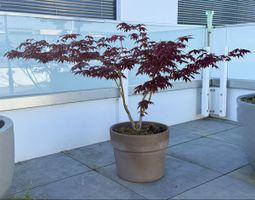 Wunderschöner roter Japanischer Ahorn im Topf 🌿