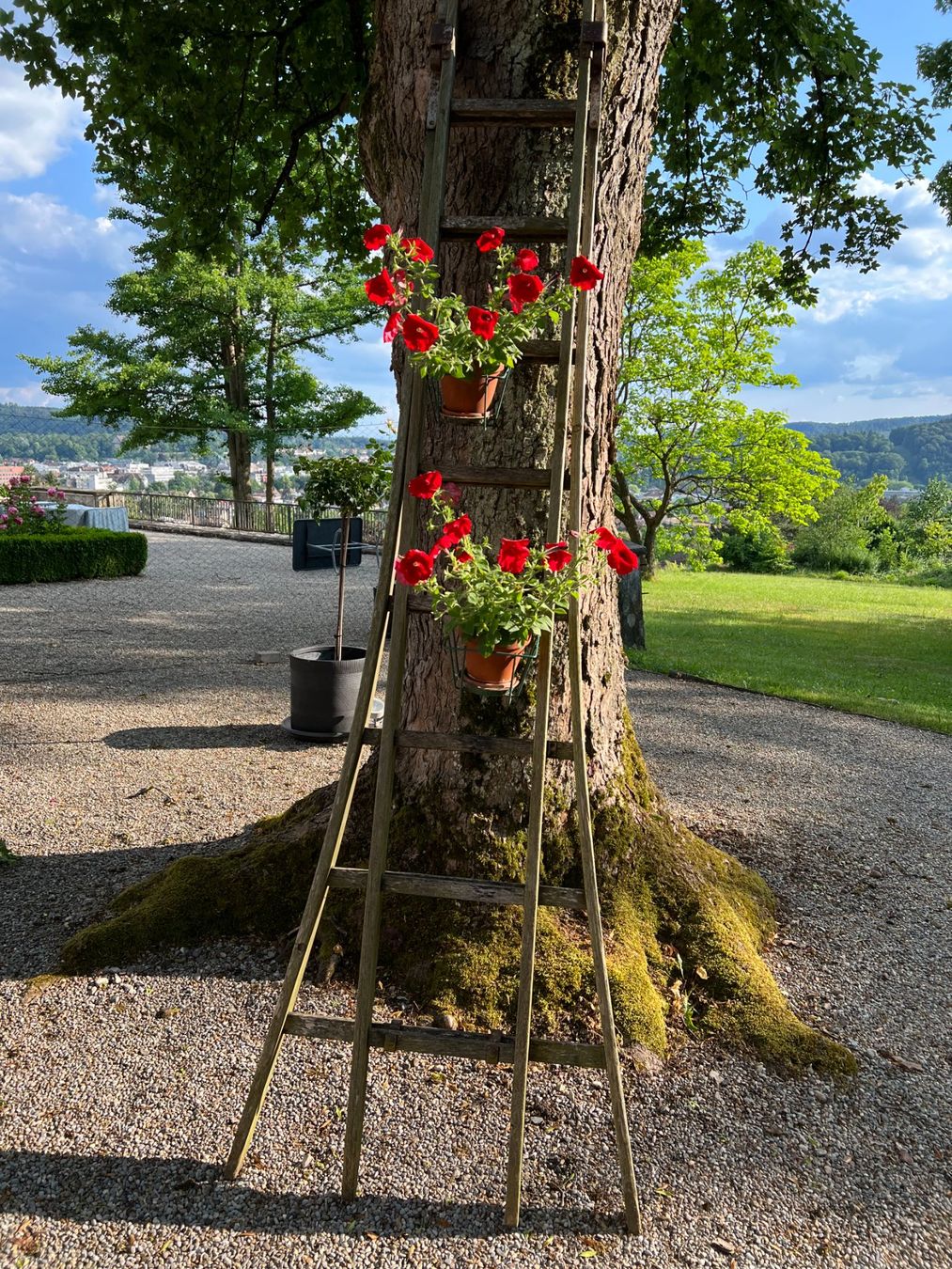Scale: Schöne, alte Holzleiter – Usato da Winterthur venduto da woodenhiller68 1