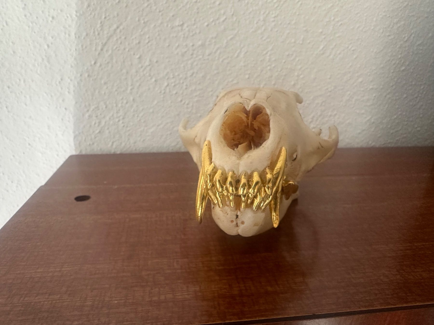 Il mondo degli animali: Fuchschädel mit goldigen Zähnen – Usato da Bussnang venduto da Tatzfatz 2