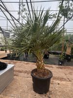 Chamaerops humilis - Mittelmeer Zwergpalme - Versand möglich