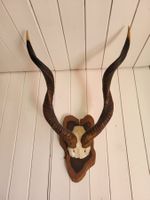 Kudu Antilope