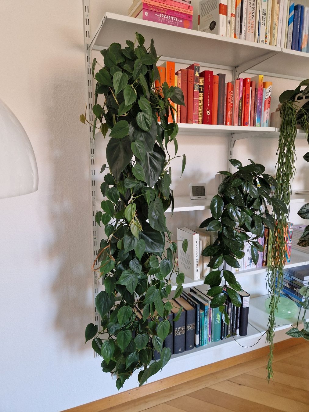 Hngepflanze Philodendron scandens - Zimmerpflanze (Gebraucht) in Basel fr  CHF 45  mit Lieferung auf Ricardo kaufen