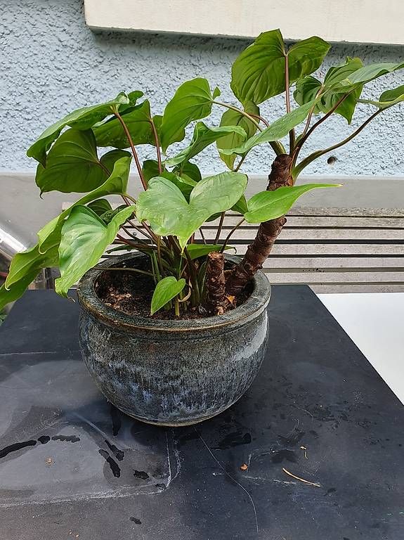 Plantes & graines: homalomena ca 50cm – D'occasion à Olten par stritten 4