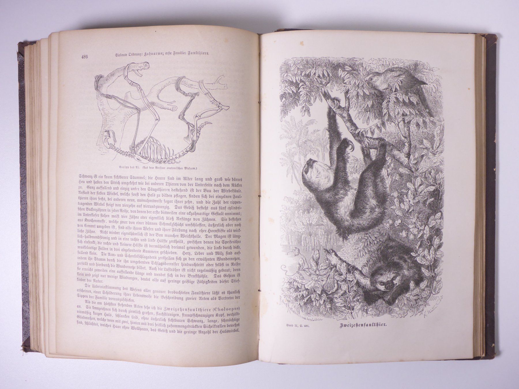 Libri: Brehms Thierleben (Tierleben) 3 Bände. – Usato da Erschwil venduto da taglang 7