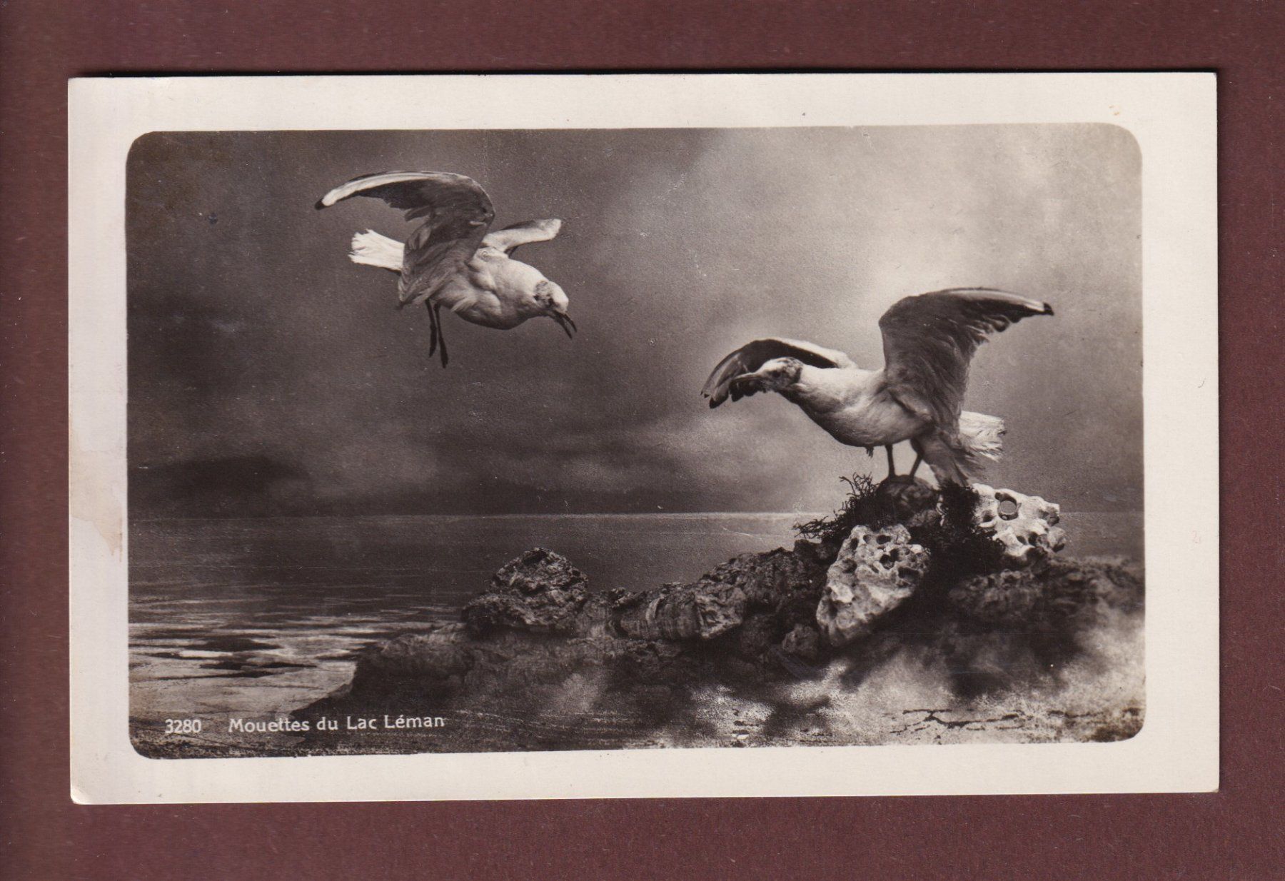 Cartes postales: LAC LEMAN - Mouettes - 1930 – D'occasion à Pully par nicecards-shop