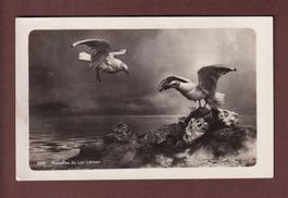 LAC LEMAN - Mouettes - 1930