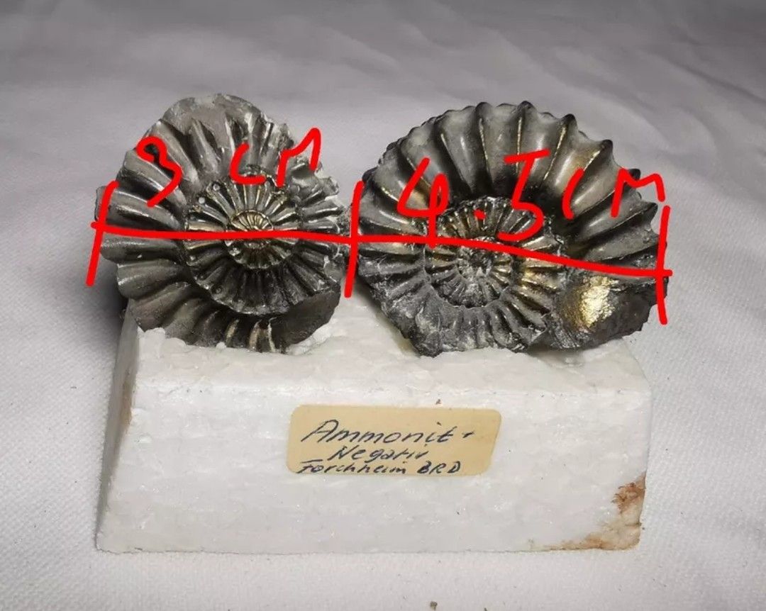 Fossiles: Sammlung Fossilien  – D'occasion à Basel par Treasurehunter 5