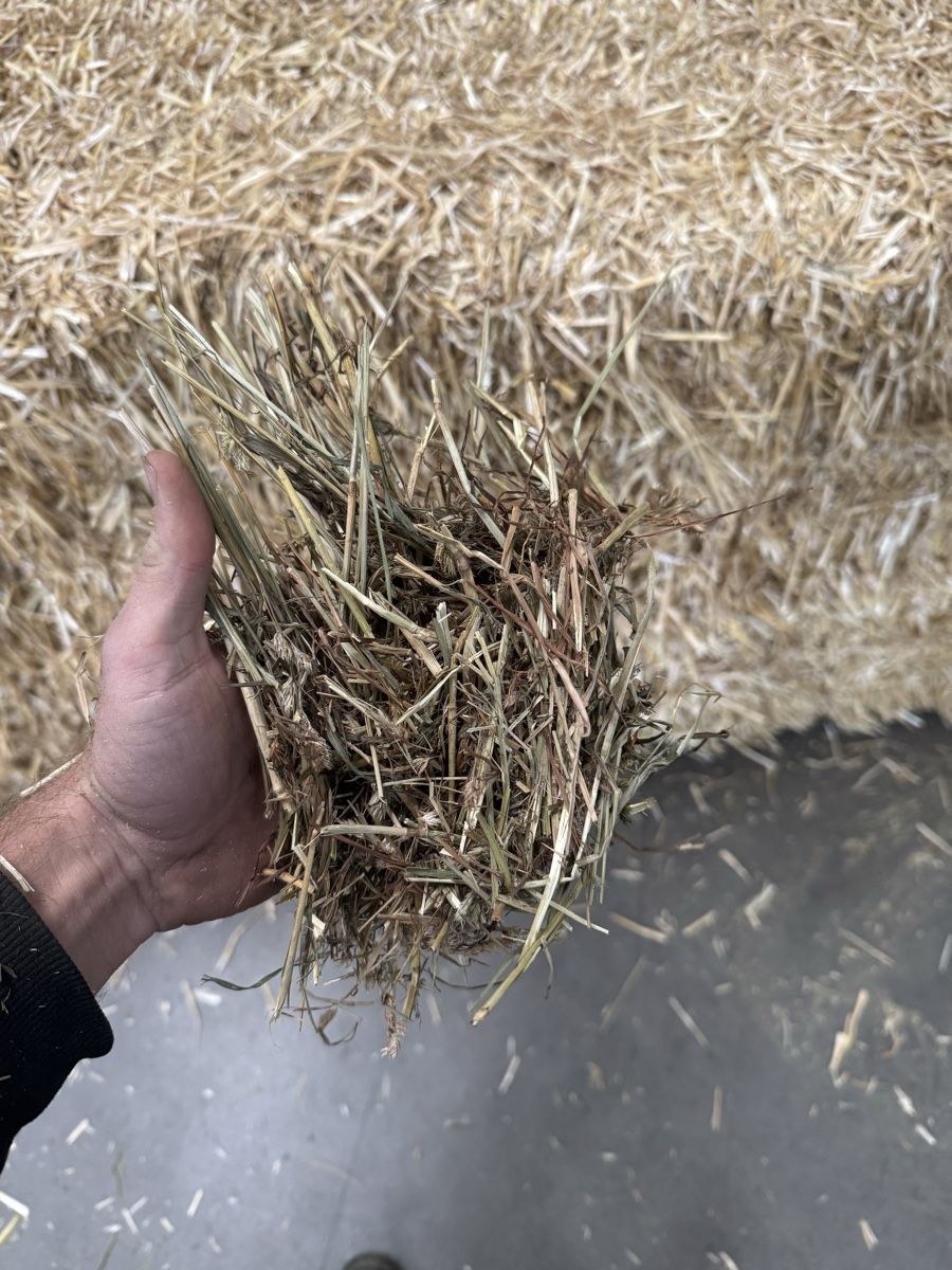 Nourriture: Pferdeheu – Neuf (Voir description) à St. Margarethen TG par FendtTom 1