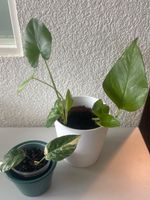 Zimmerpflanze Epipremnum Aureum Pothos inkl überopfe