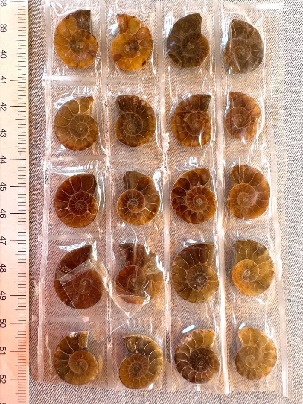 Fossili: Ammoniten   - 10 Paar winzig! top poliert - Geschenk-Idee – Nuovo e nell'imballaggio originale da Leuggern venduto da gemshow 3