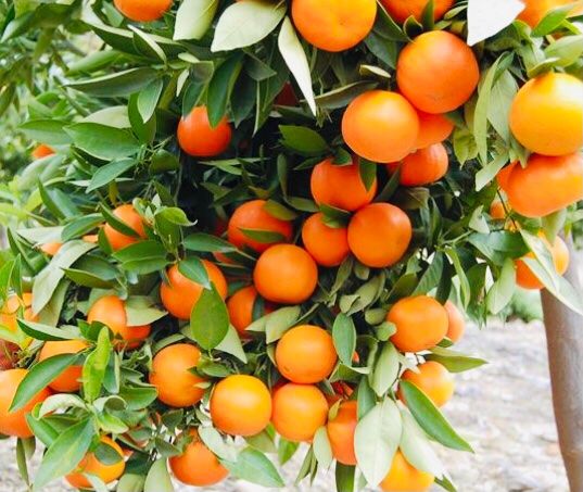 Piante & sementi: Ab 5.- fr 5 Samen Clementino CITRUS RETICULATA – Nuovo e nell'imballaggio originale da Rovio venduto da POSITIFFARTandPLANTS 3
