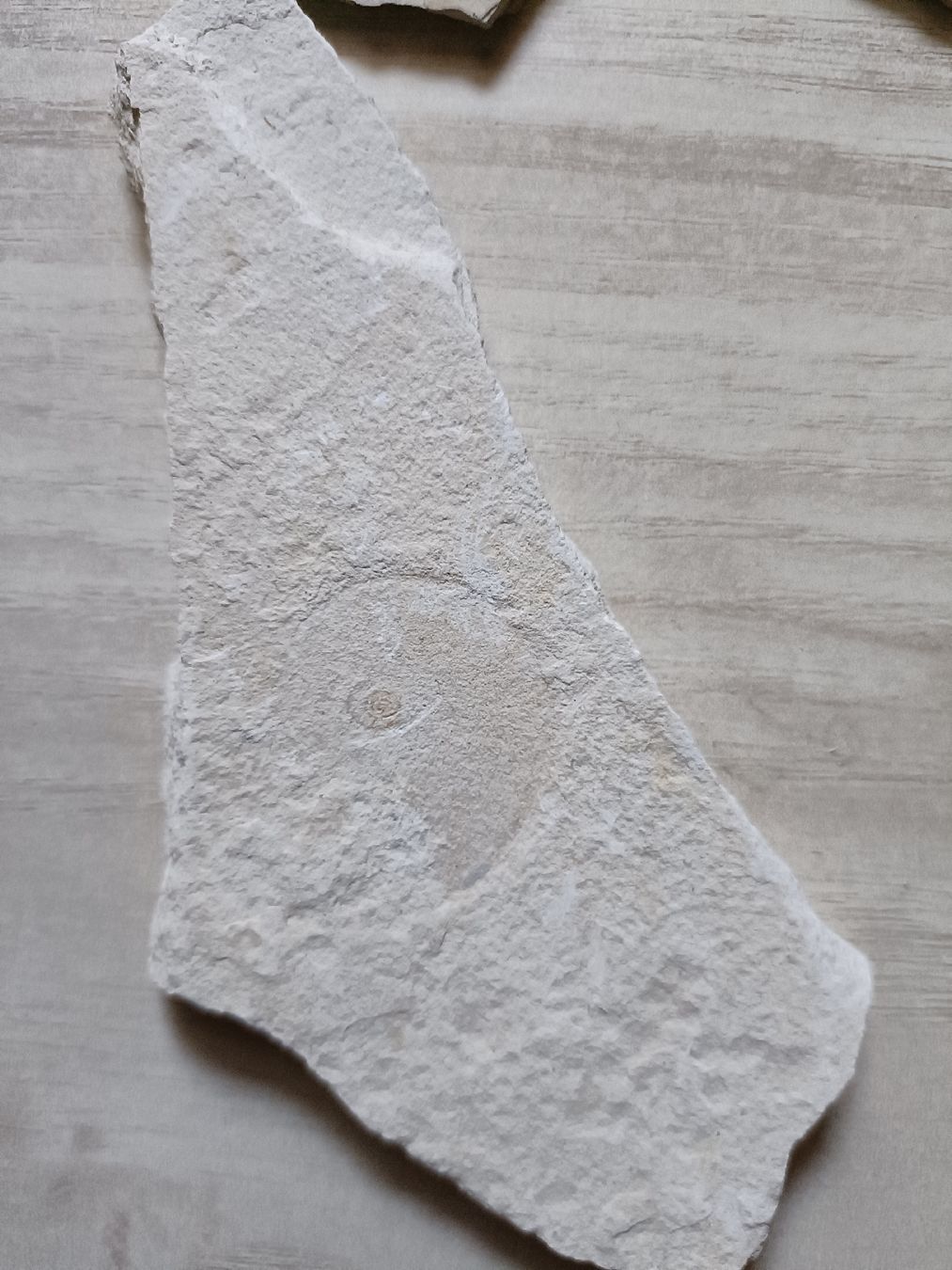 Fossili: Fossilien Sammlung von Solnhofen, DE – Usato da Baden venduto da mar_zhd9 6