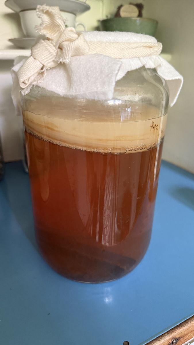 Cibi & Specialità: SCOBY Starter für Kombucha – Nuovo (secondo la descrizione) da Zürich venduto da NorinaAurora
